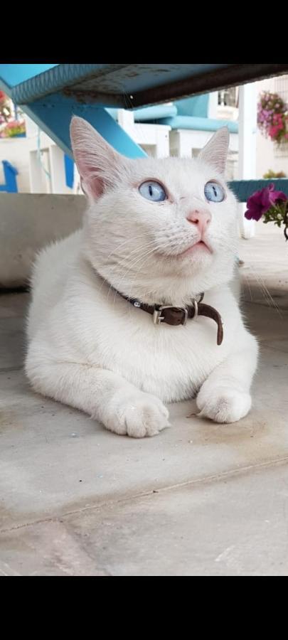 Bodrum Duru Hotel エクステリア 写真